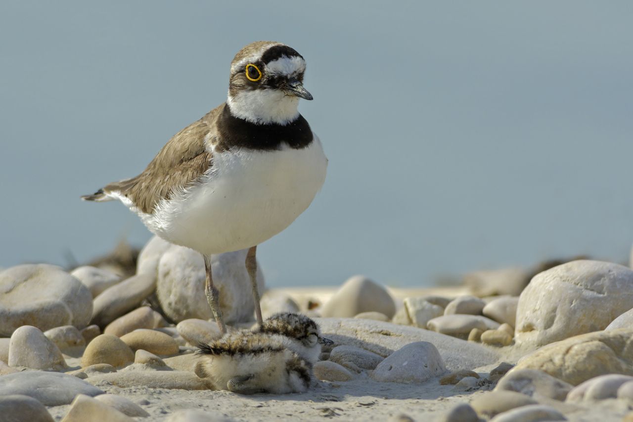 Corriere piccolo con pullo (Charadrius dubius)